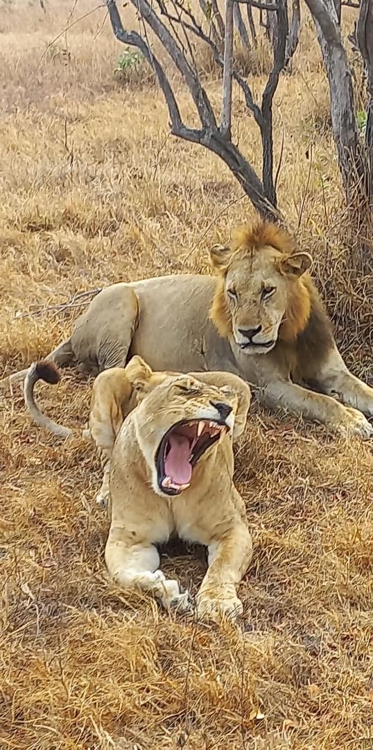 3-Day Nyerere National Park & Maasai Boma Tour safari image 1
