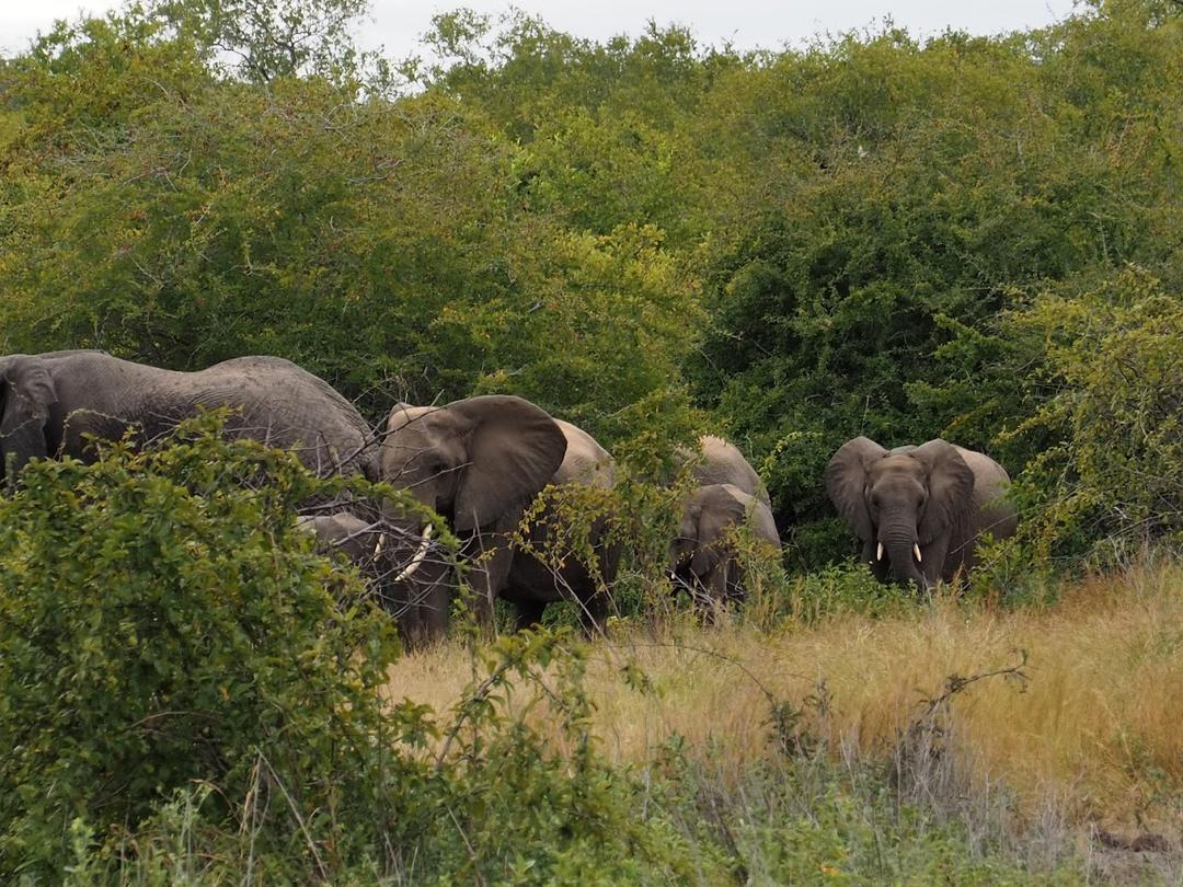 4 Days Awesome Ruaha National Park safari image 1