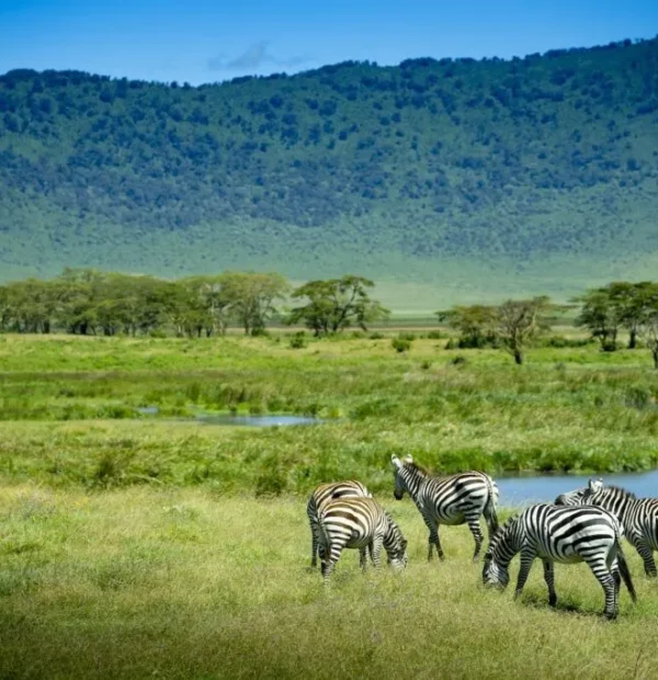 4-Days Private Safari to Selous Game Reserve (Nyerere NP) safari image 1
