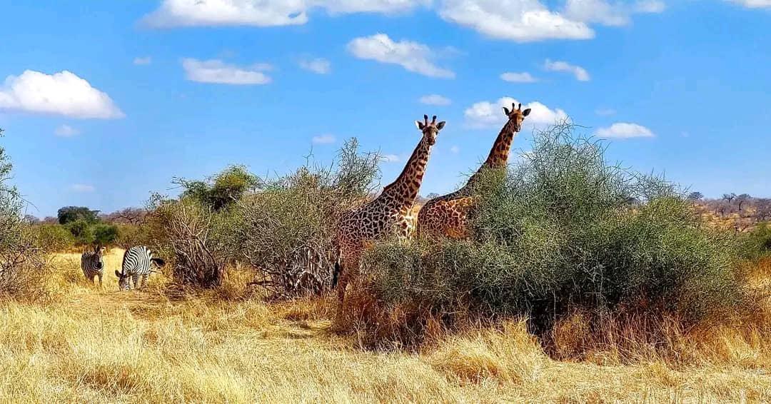 5 Days Tanzania Safaris-BIG FIVE SAFARIS (Serengeti & Ngorongoro crater) safari image 1