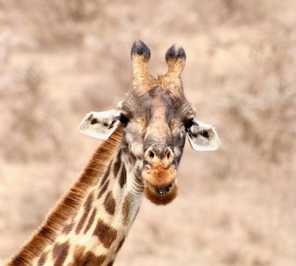 1 Day Safari Adventure to Ruaha NP from Iringa safari image 1