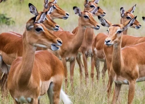 1 Day Safari to Mikumi by (Sgr)Train from Dar Es Salaam safari image 1