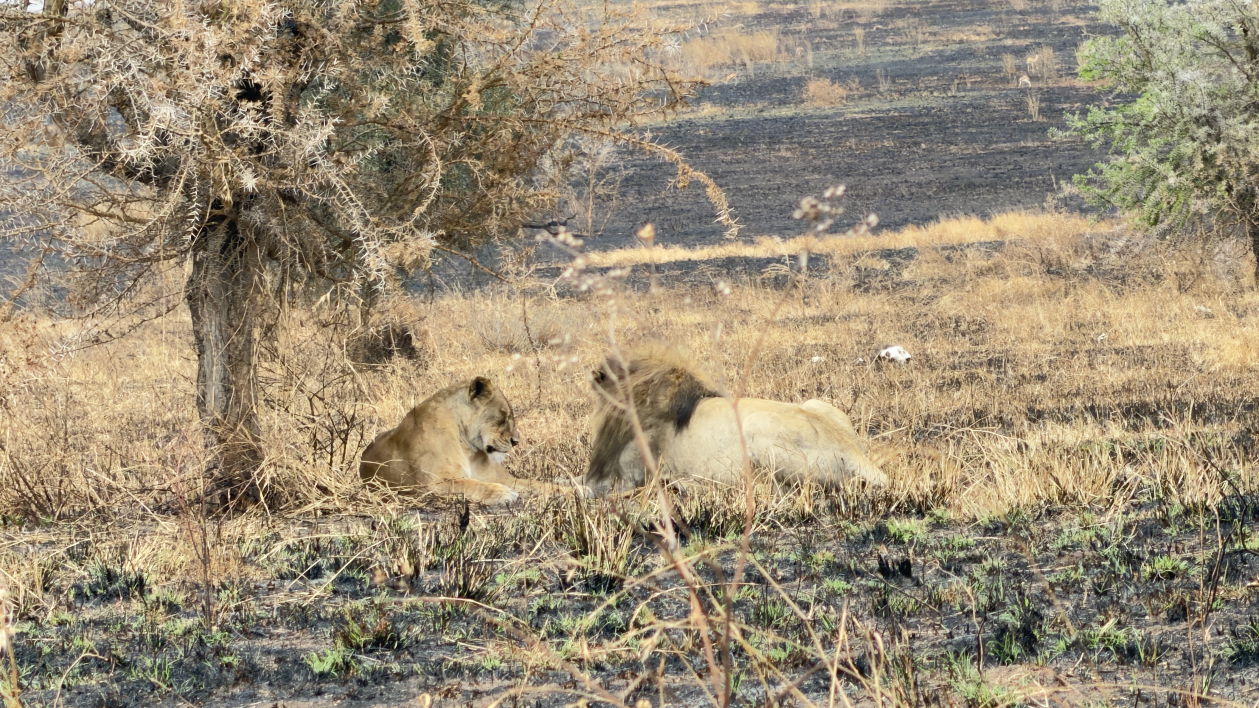 3-Days Nyerere NP Game Drive +Boat + Fishing+Maasai Boma safari image 2
